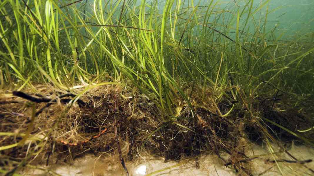 Baltic Sea Protection Action Plan: Open expert meeting in Kaltenkirchen in mid-July