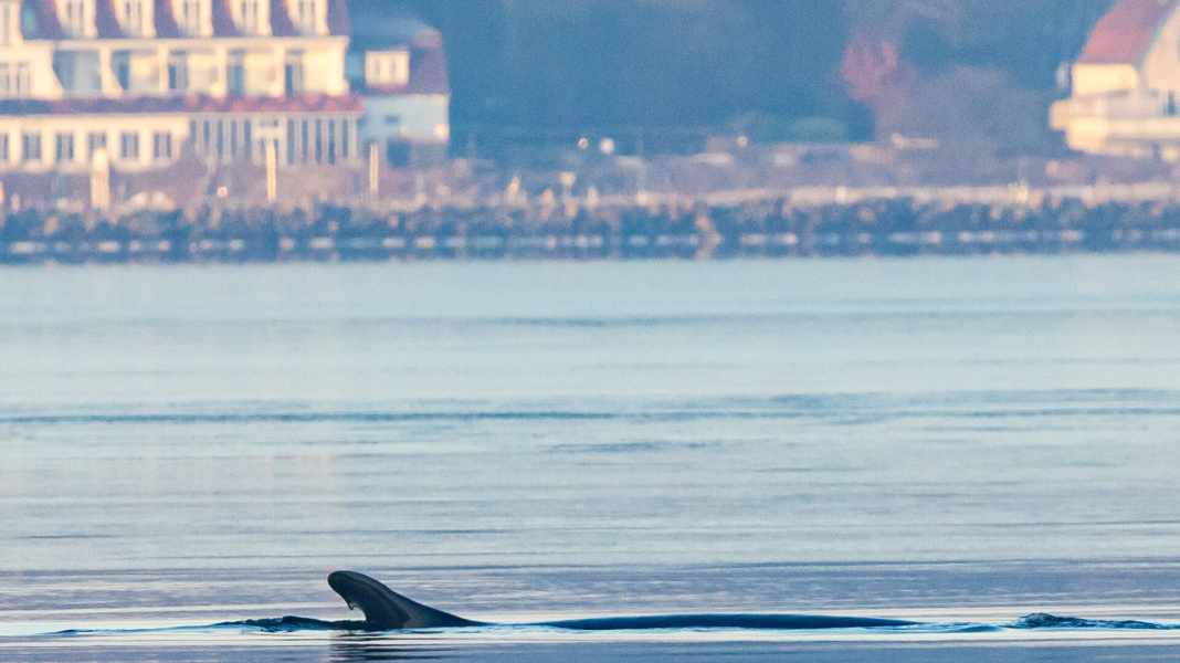 Flensburg Fjord: Young fin whale causes a stir