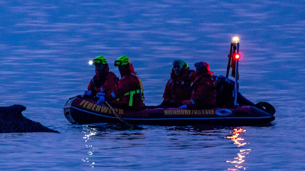 Neue Rettungsaktion: Sorge um Buckelwal vor Niendorf wächst