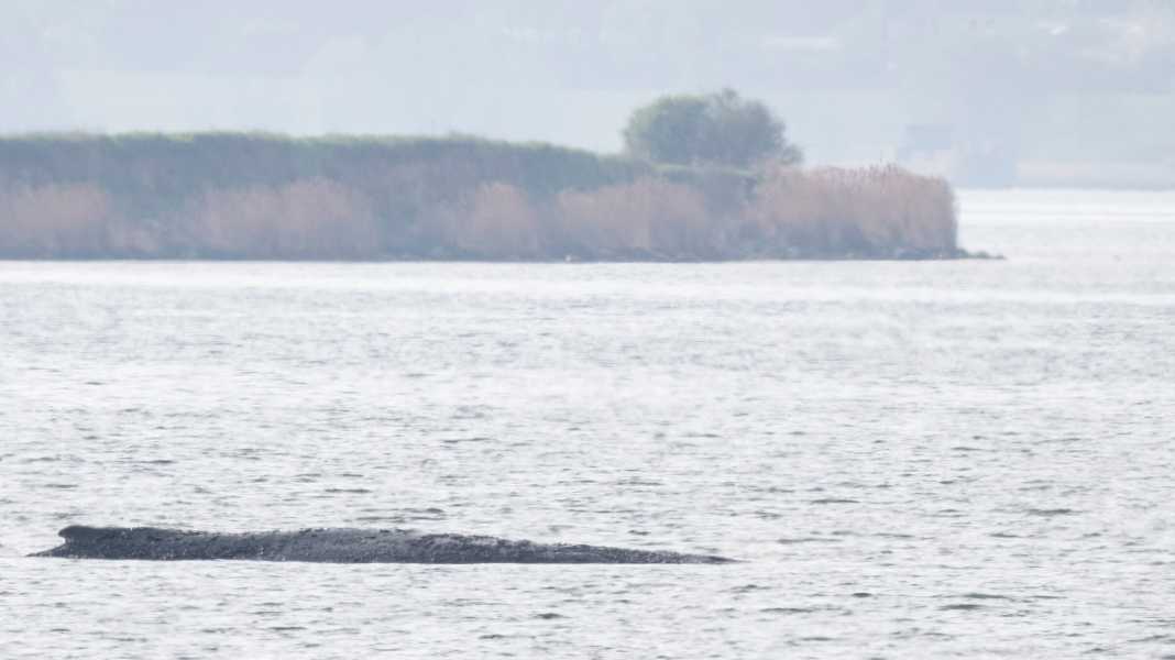 Showdown off Poel: Another last chance for humpback whale Timmi