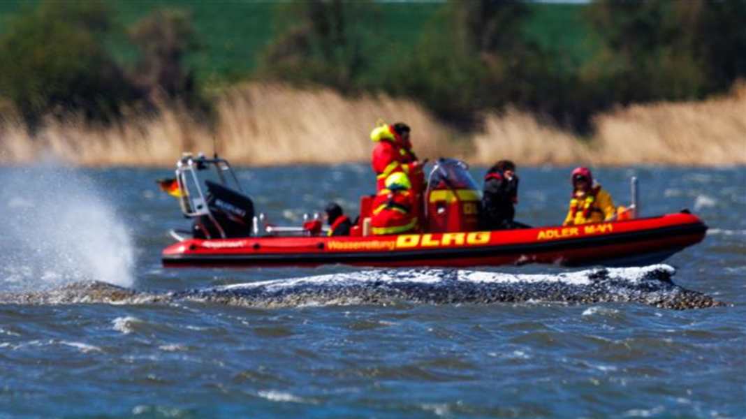 La megattera Timmi: prima nuotava libera, ora di nuovo immobile