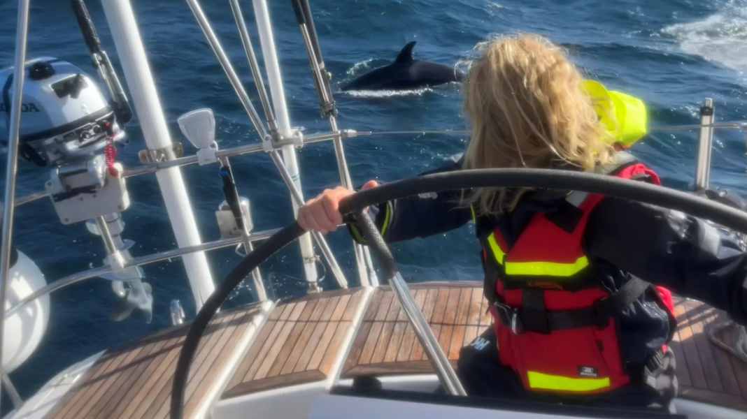 Wal-Attacken: Schon wieder Norweger von Orcas angegriffen – Rettung von Delphinen?