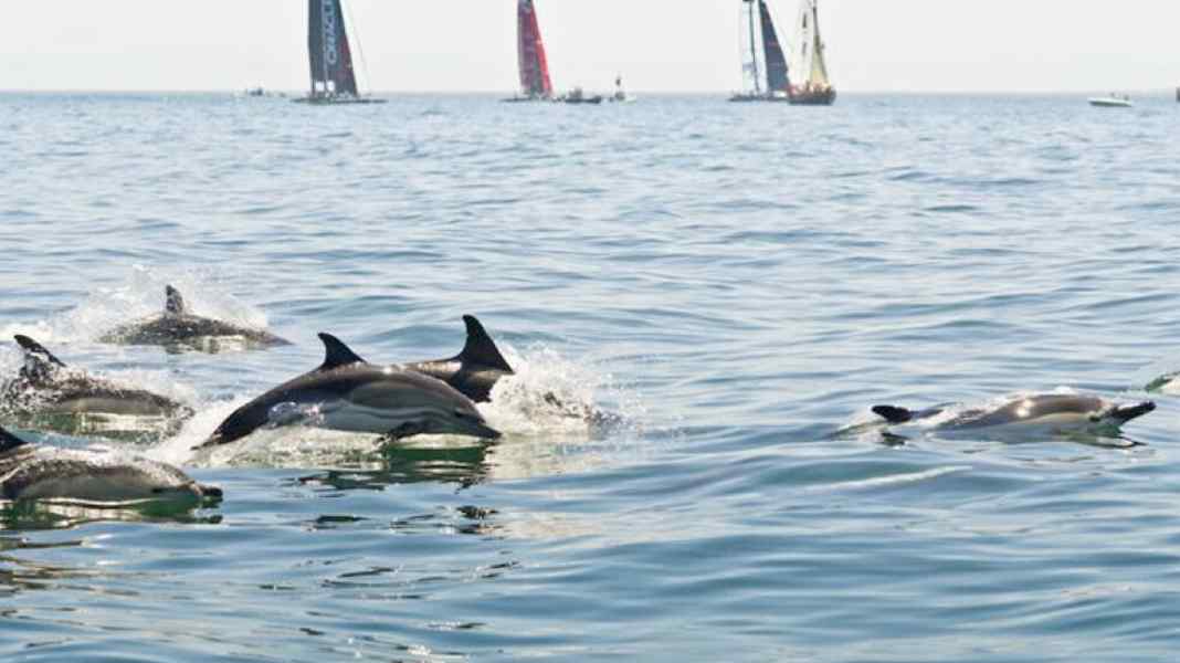 America's Cup : course sans vent - et livestream
