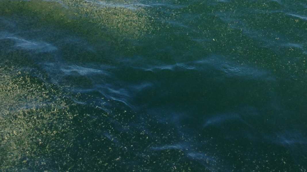 Baltic Sea: Every year again - algae bloom