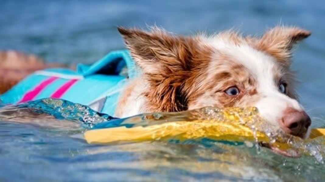 Equipment: Accessories for the on-board dog