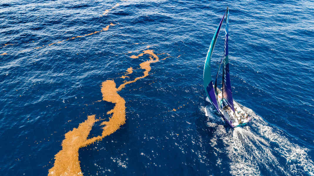 Volvo Ocean Race : le calvaire avec les algues de la mer des Sargasses