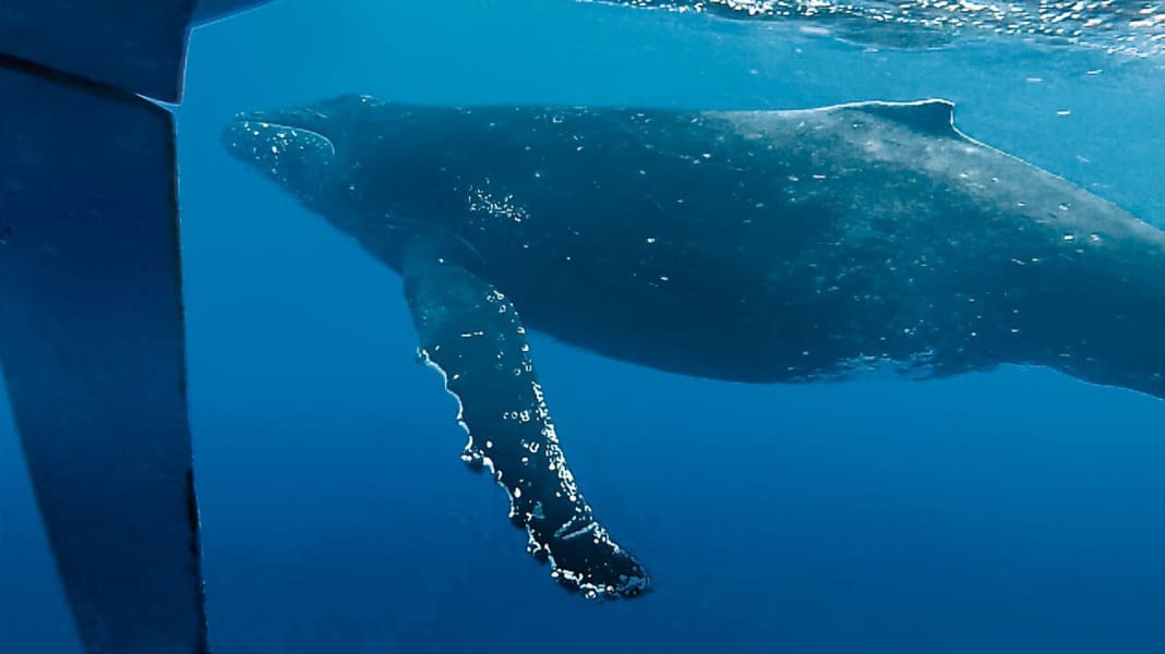 Acqua blu: collisione tra balene nel Pacifico
