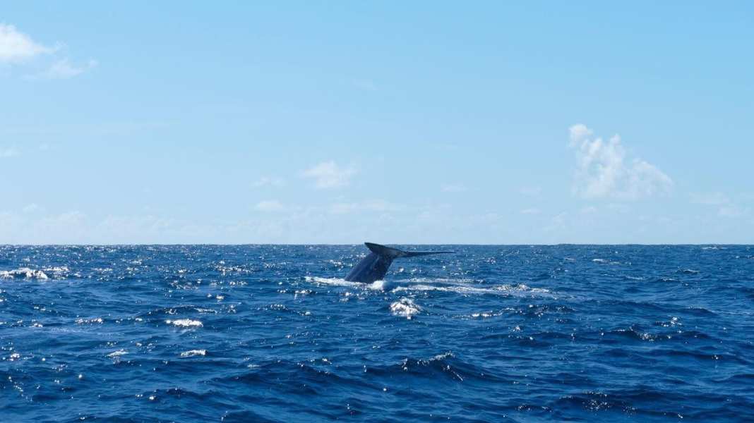 Blue water: German crew films whale incident in the Bay of Biscay
