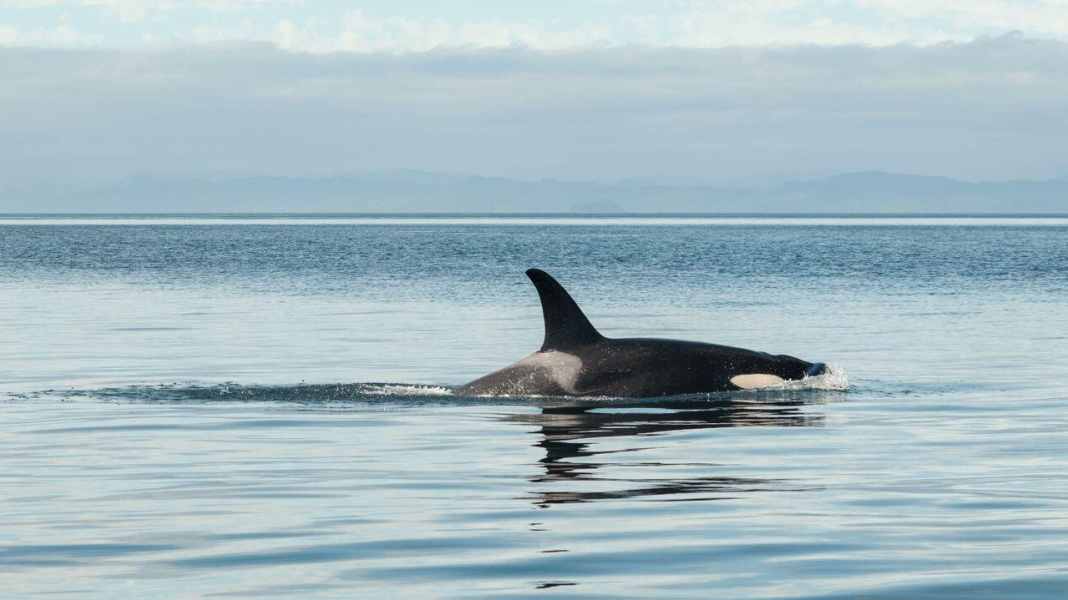 Blue water: Attacchi di balene nell'Atlantico: vietata la navigazione al largo delle coste spagnole