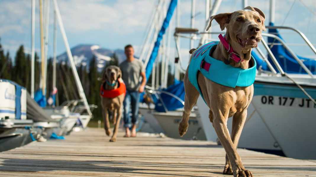 Equipment for the on-board dog: What dogs need on board: ten tips