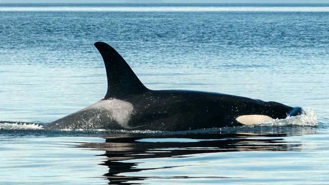 Avvistamenti di balene: Le orche ora cacciano anche sulle coste del Mare del Nord