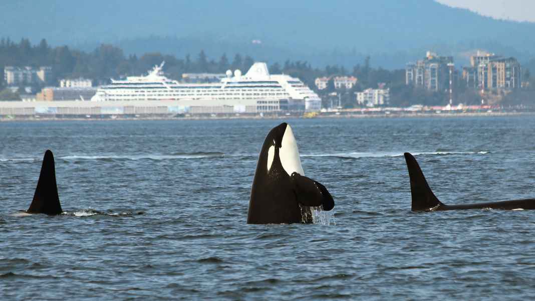 Attaques de baleines : une zone d'exclusion pour limiter les incidents entre les plaisanciers et les orques