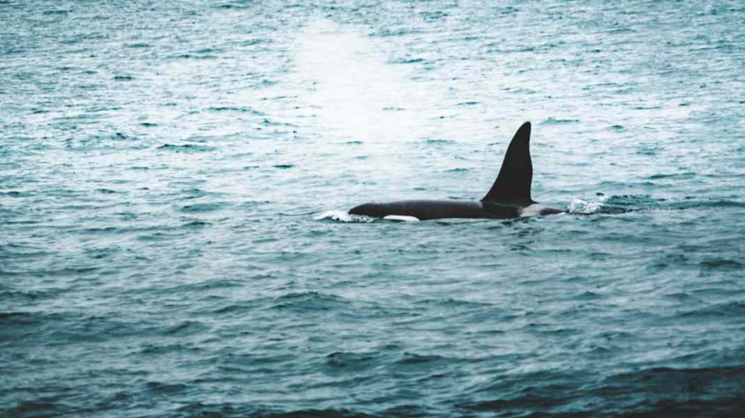 Denmark: Orca spotted in Øresund