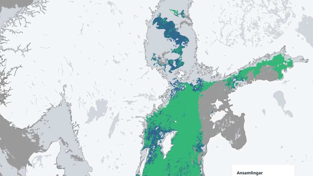 Environment: Algae bloom in the Baltic Sea in full swing