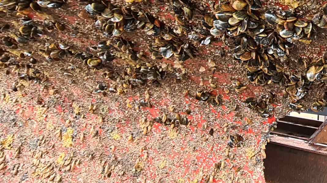 Ambiente: cosa devono sapere i proprietari di barche sulla protezione dalle incrostazioni