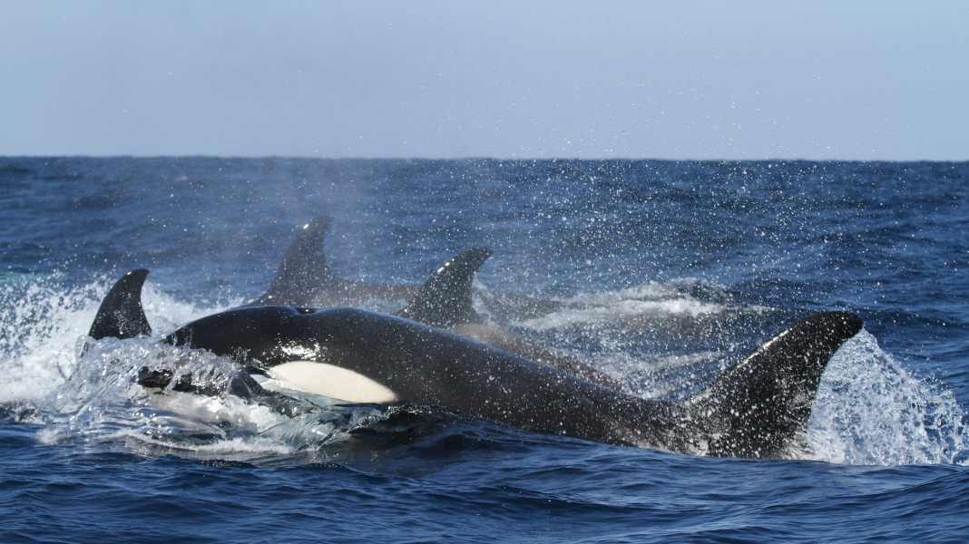 Attacco di un'orca: un uomo di 70 anni lancia il "Mayday" al largo delle coste portoghesi