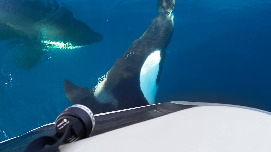 Orca-Angriffe: Ist schwarzes Antifouling ein Risikofaktor?