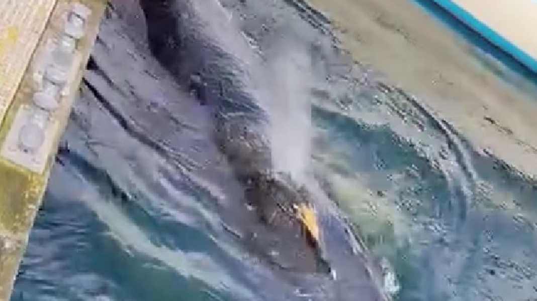 Kiel : Une nouvelle observation de baleine à bosse dans le port de plaisance apporte de nouvelles informations