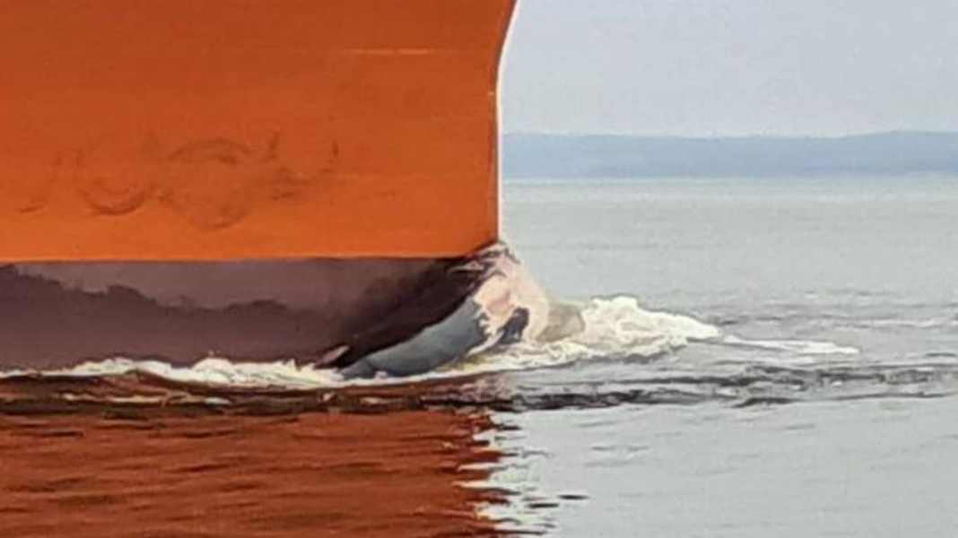 Megattera del Mar Baltico: morte per colpa di una petroliera di Trump?