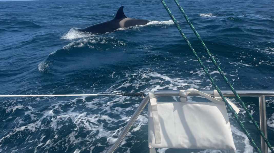 Attacco di orche: attacco di balene a uno yacht a vela tedesco al largo della Spagna