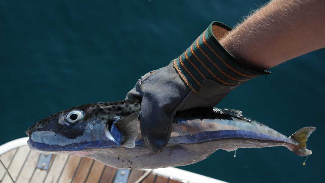 Kroatien: Tödliche Kugelfisch-Art verbreitet sich im Mittelmeer weiter