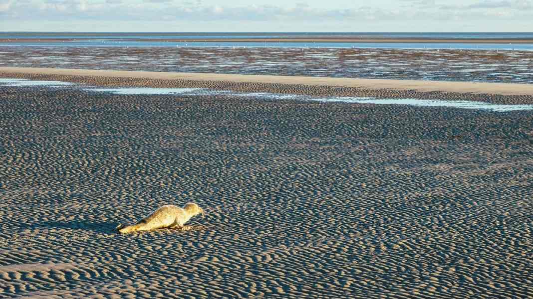 Les phoques dans la mer des Wadden : l'énigme animale du banc de sable