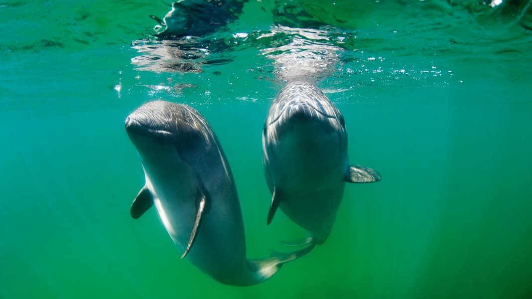 Baltic Sea: New rules - How to behave in the vicinity of harbour porpoises