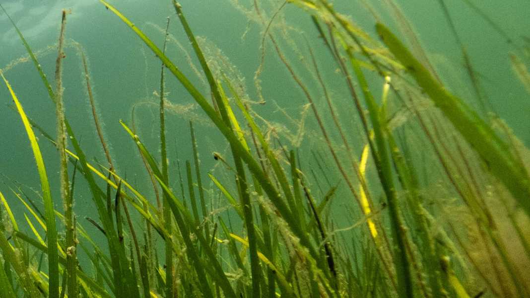 Forschungsprojekt: Flächendeckende Erfassung der Seegrasausbreitung erstmals möglich