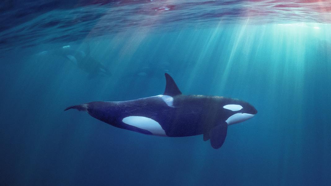 Seenot: Orcas versenken Yacht bei Gibraltar