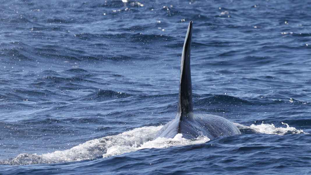 Seenot: Orcas reißen Ruder ab, werfen die Yacht herum