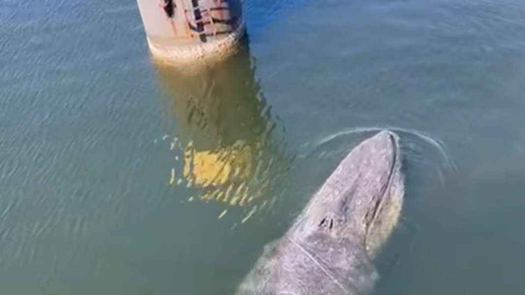 Rescue operation: fin whale in Wismar harbour