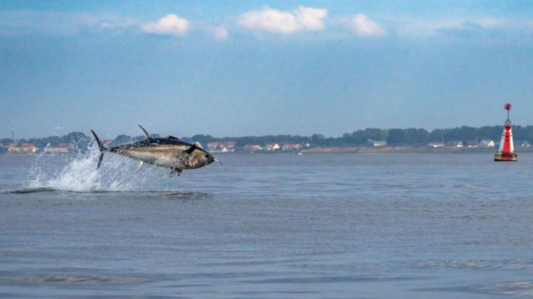 Denmark: Tuna spectacle in the Øresund