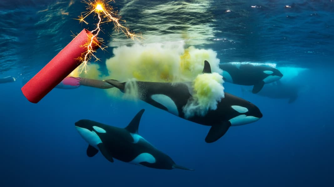 Orca-Interaktionen: Mit Böllern gegen Killerwale?