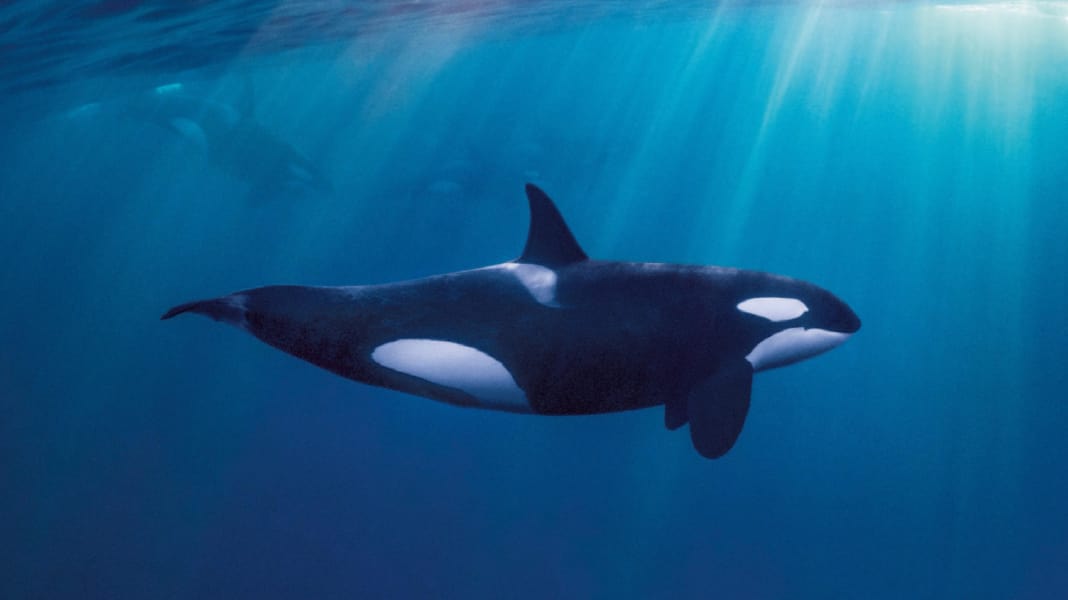 In distress: Orcas sink sailing boat off Portugal - family rescued