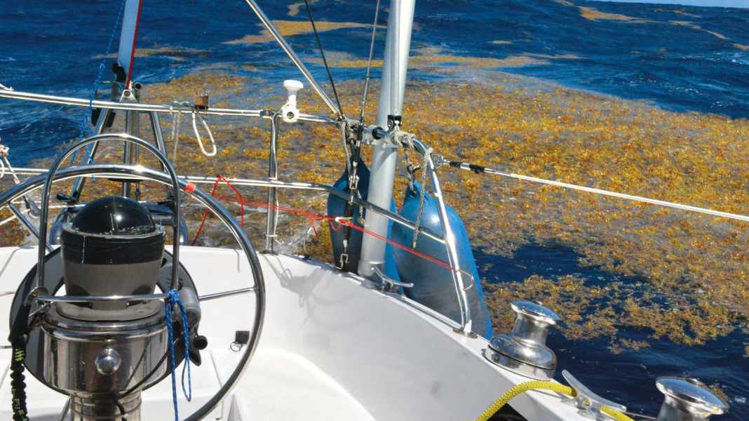 Atlantik: Seegras wird zum Problem auf dem Wasser und an Stränden