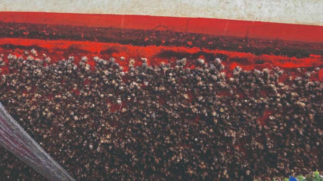 Schutz vor Bewuchs: Antifouling-Systeme im Überblick