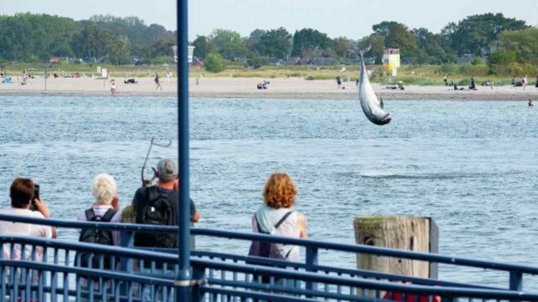 Baltic Sea: Dolphin surfaced in Kiel Fjord