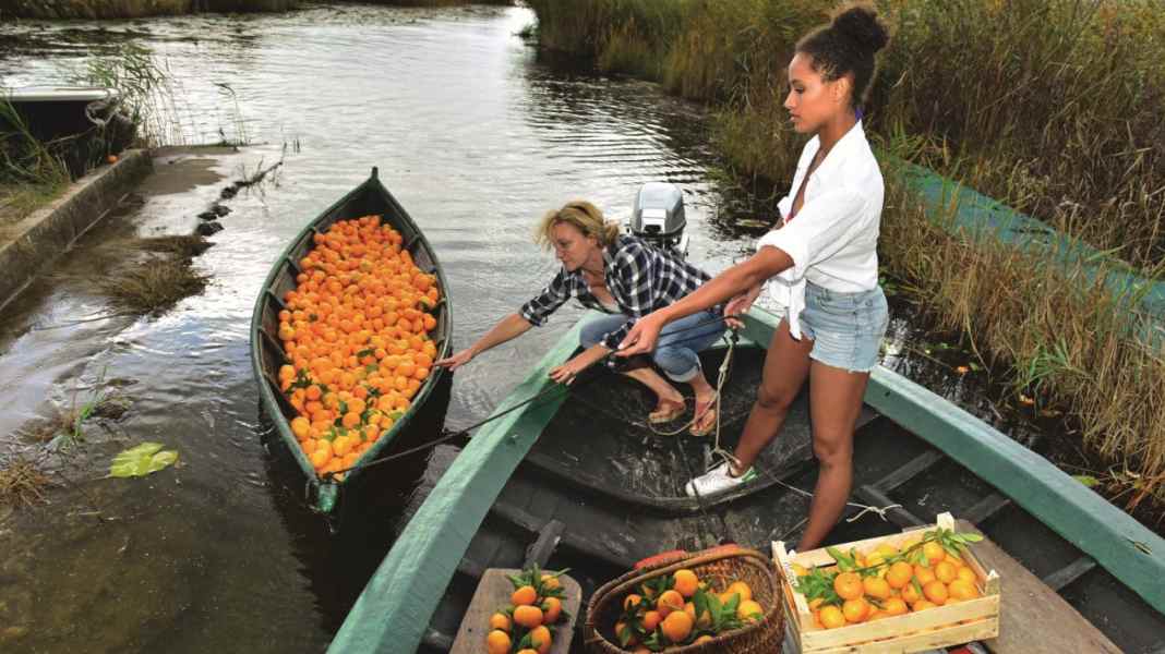Territory: Croatia-Journal - Tangerine harvest