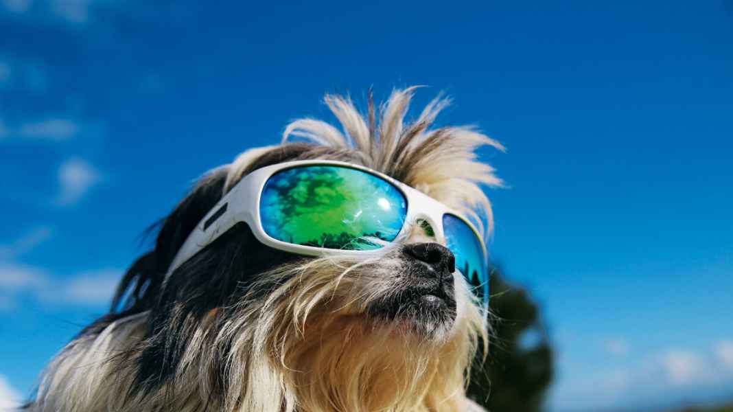 Perspective: 7 sports glasses in the test