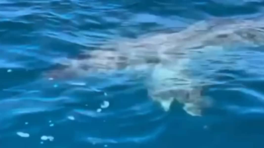 Mallorca: Hai beim iQFOiL-Training in der Bucht von Palma gesichtet