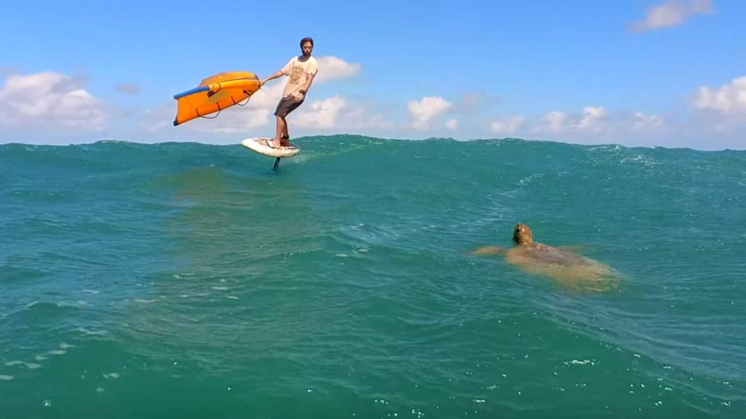 Endless Winging - turtles, shorts and endless waves