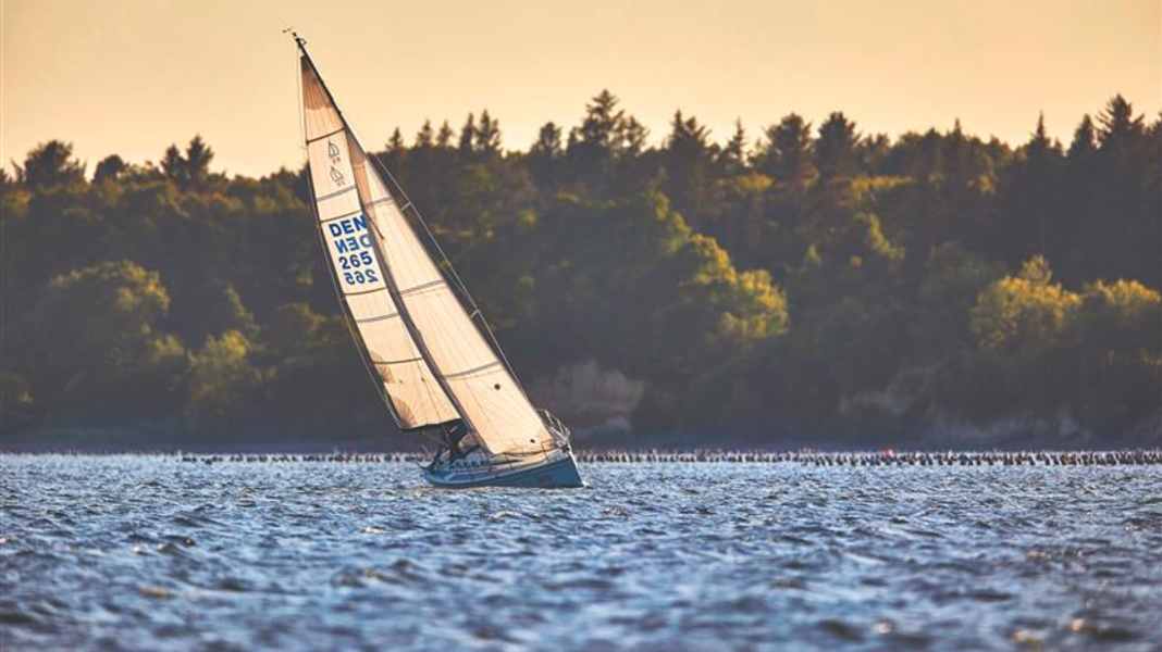 Dänemark: Limfjord-Regatta lockt kleine Crews