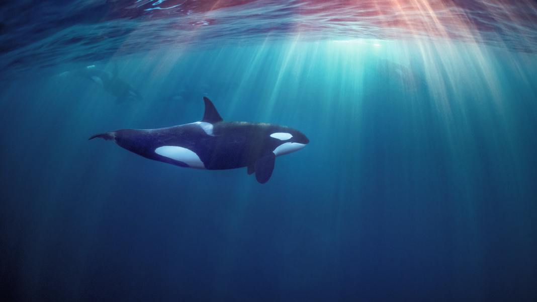 Orca attacks: Are the killer whales on coke?
