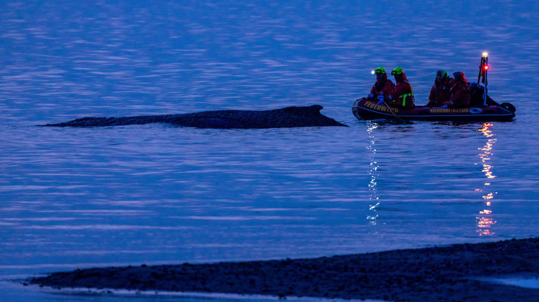 Whale off Niendorf: New rescue attempts - Killing not an option