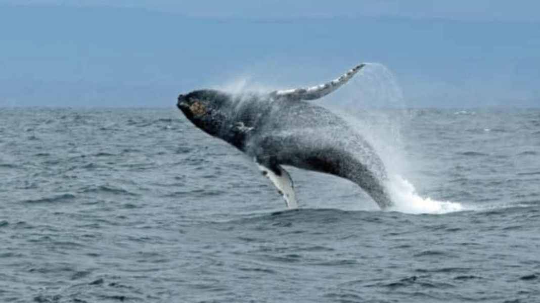 Whale sighting: Animal spectacle off the coast of Rügen