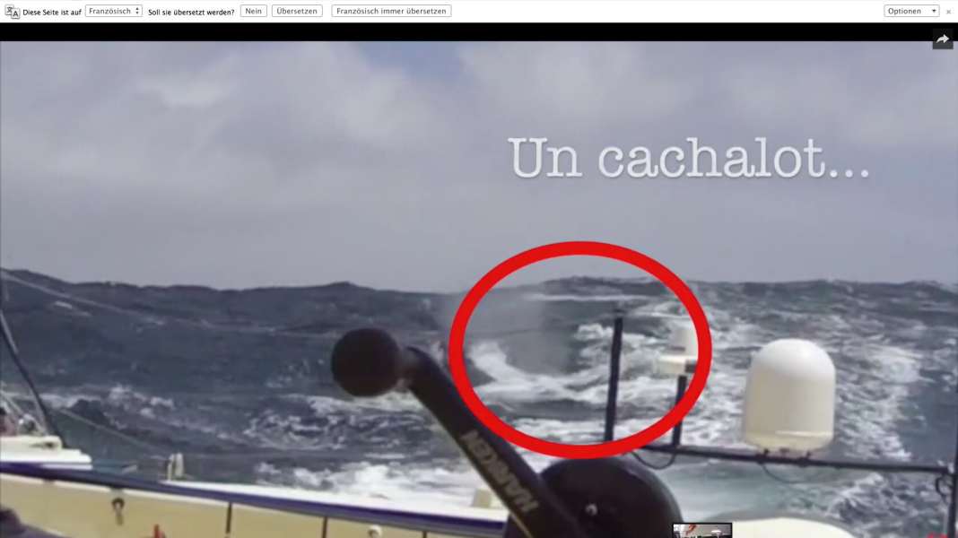 Vendée Globe : Naufrage : Collision avec un cachalot : le cauchemar de tous les navigateurs en vidéo