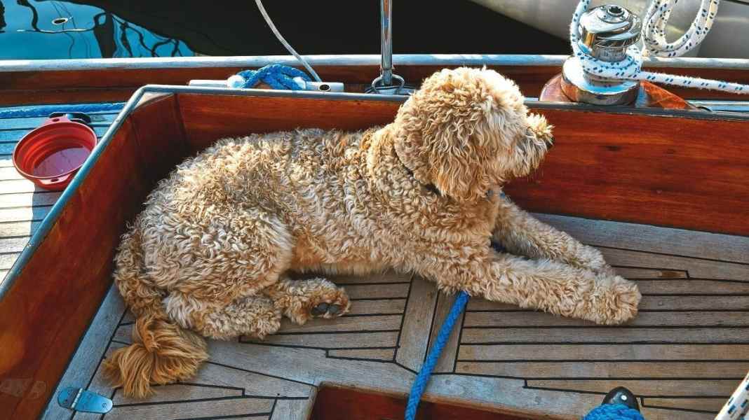 Animals on board: Sailing with dogs: 10 tips for cruises with four-legged friends