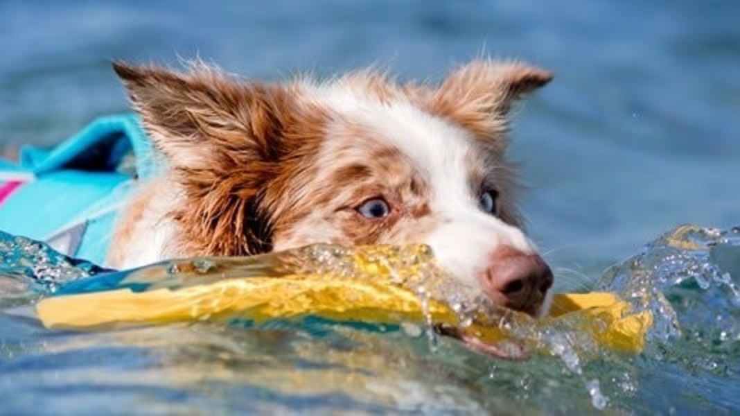 Equipaggiamento: Accessori per il cane di bordo