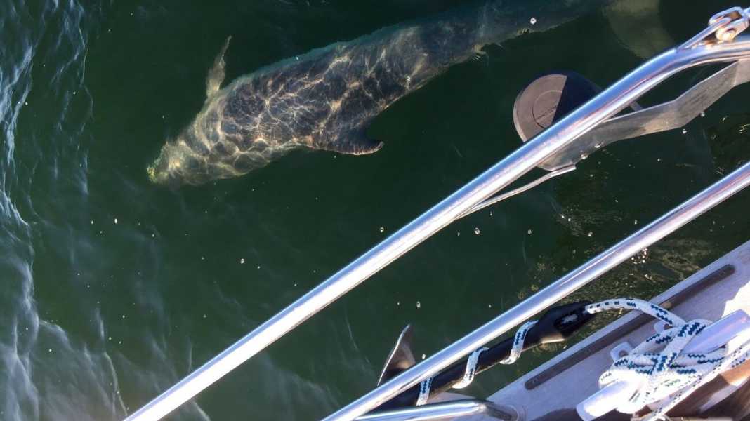 Ostsee: Wenn der Delphin mit dem Schiff spielt