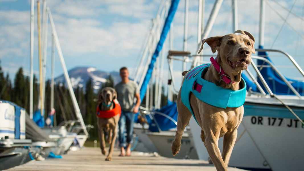 Ausrüstung für den Bordhund: Was Hunde an Bord brauchen: zehn Tipps